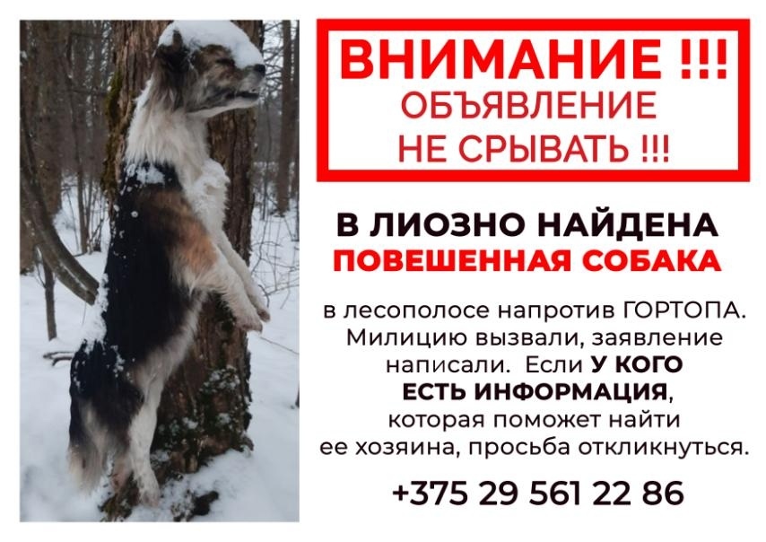 Найдена собака в Полоцке — ВНИМАНИЕ !!! Прошу максимального репоста и распространения информации. Нужно обязательно найти…