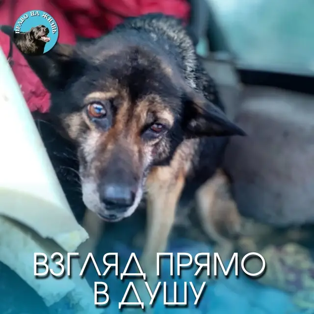 Пропала собака в Полоцке — Рассказ от первого лица: