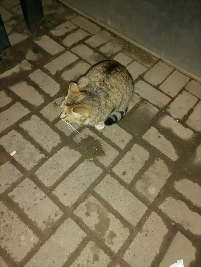 Пропала кошка в Полоцке — На аэродроме, на остановке, напротив маяка сидит котик, очень голодный, еду хватает. Может кто нибудь…