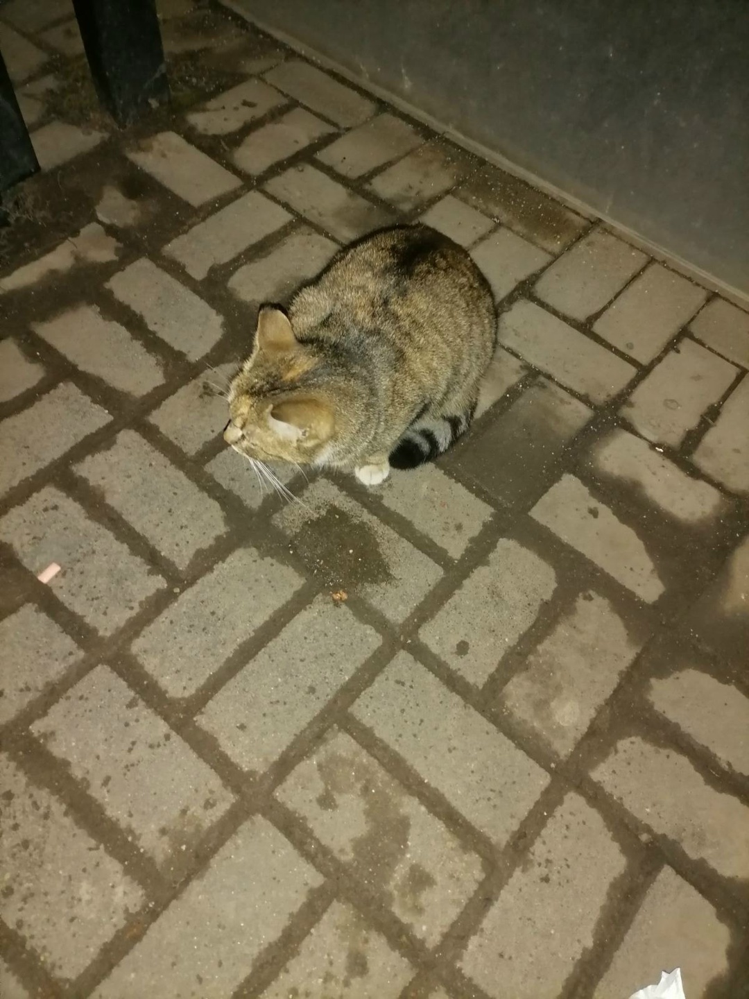 Пропала кошка в Полоцке — На аэродроме, на остановке, напротив маяка сидит котик, очень голодный, еду хватает. Может кто нибудь…