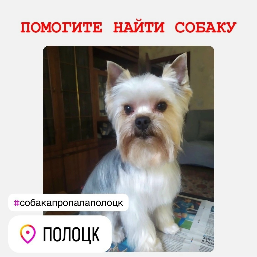 Пропала собака в Полоцке — СОБАКА ДОМА!!!