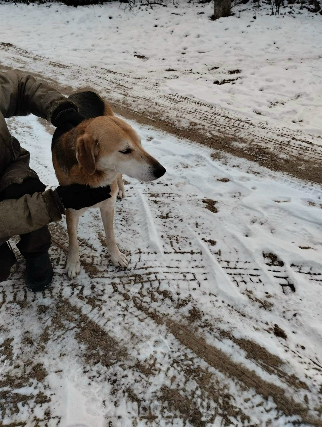 Найдена собака в Полоцке — В деревню Тросница, ул. Средняя, д. 9 пришла собака, дня 3 назад, ласковая, мальчик. Кто потерял…