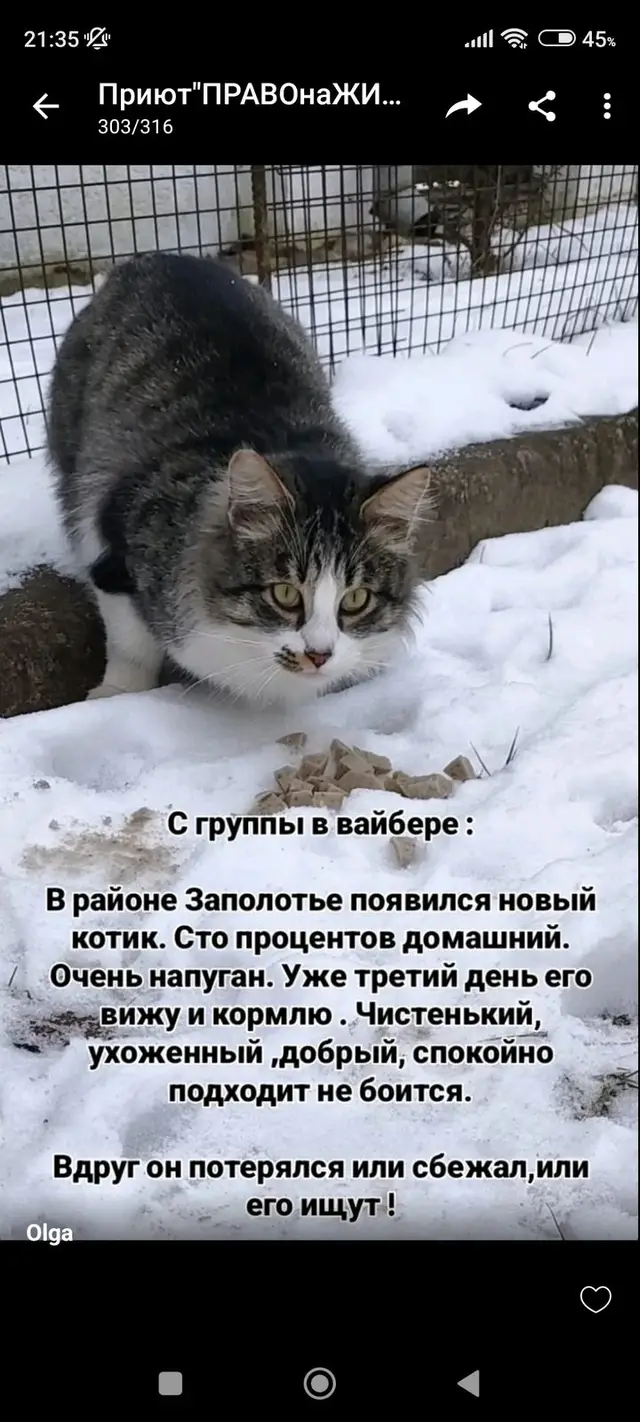 Найдена кошка в Полоцке — фото объявления