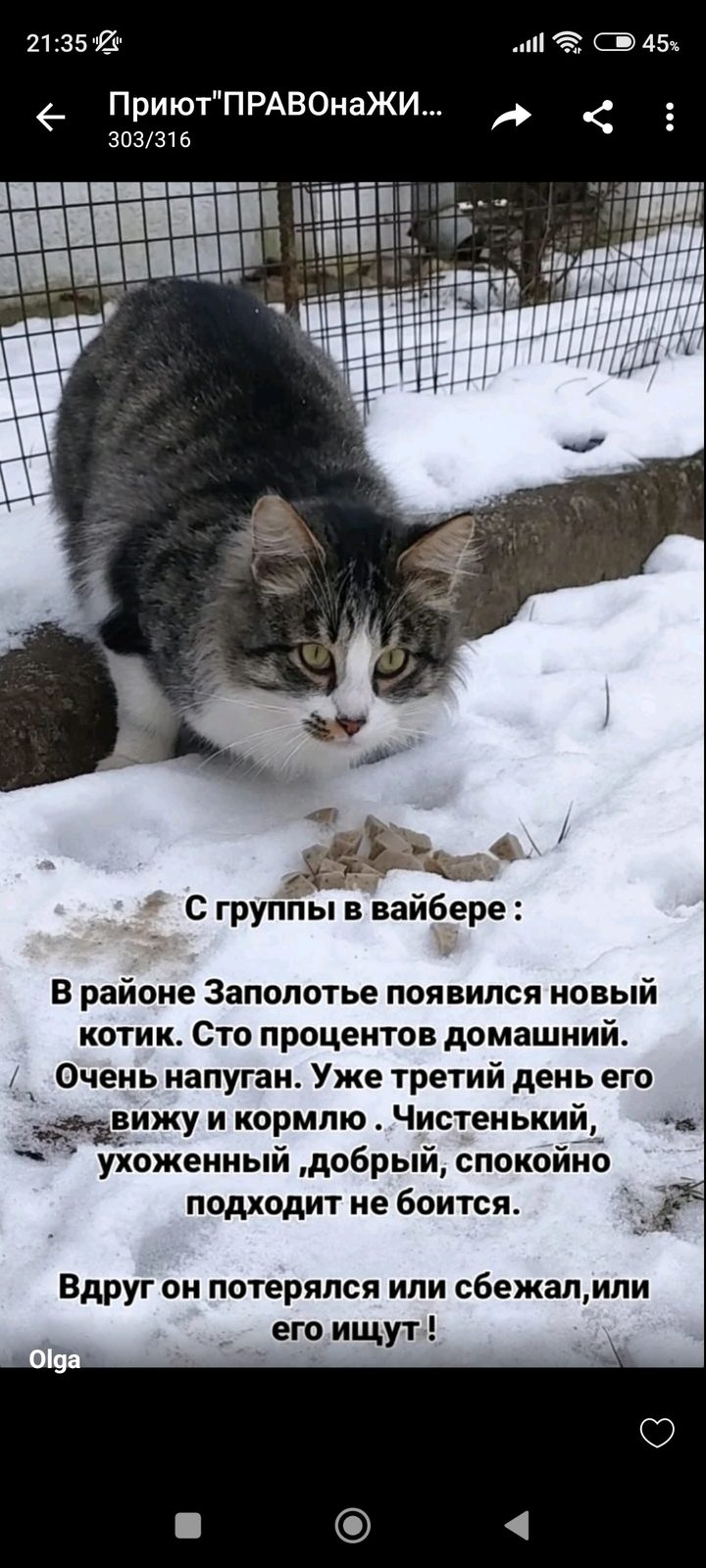 Найдена кошка в Полоцке — фото объявления