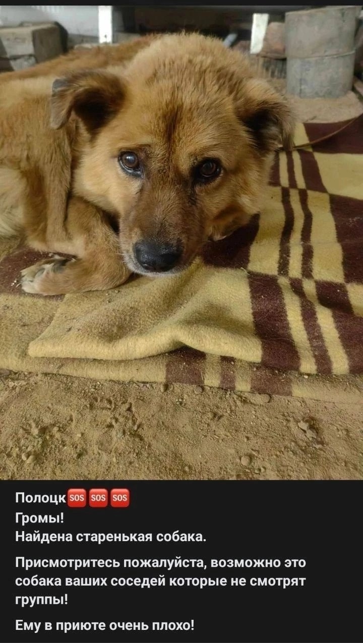 Найдена собака в Полоцке — Гоша - старичок, которого нашли в Новогодние праздники в канаве 😣