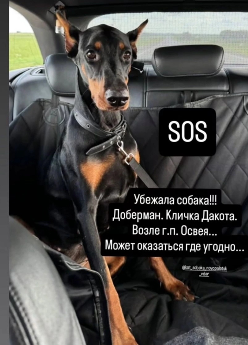 Найдена собака в Полоцке — Очень просим максимальный РЕПОСТ!