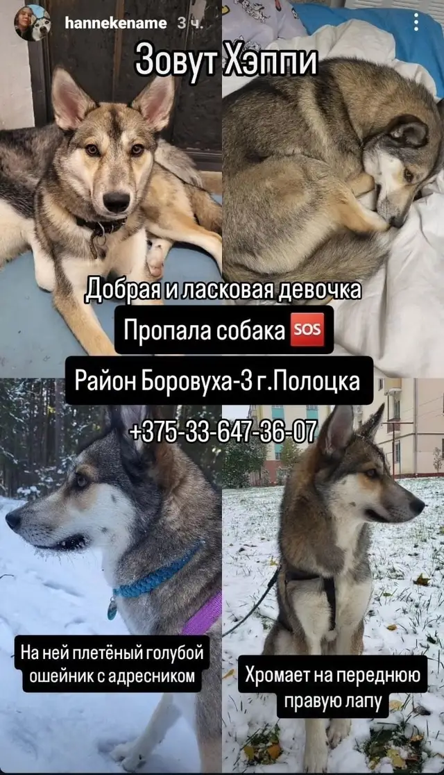Пропала собака в Полоцке — фото объявления