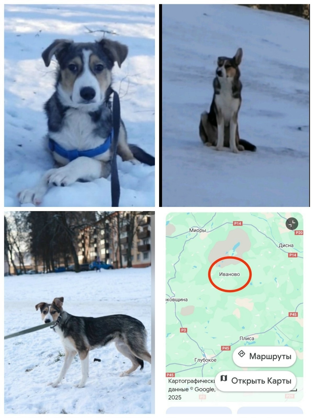 Пропала собака в Полоцке — Очень просим максимальный РЕПОСТ!