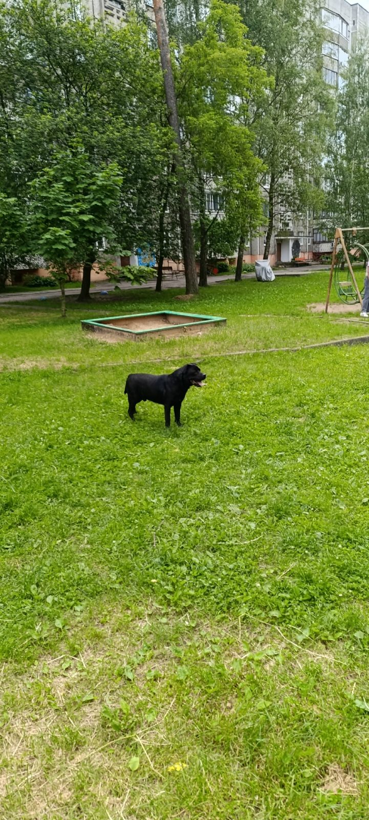 Найдена собака в Полоцке — Здравствуйте.Черный пёс бегает во дворе Дружбы,9 Новополоцк. Без намордника,без ошейника. Видно ,что…