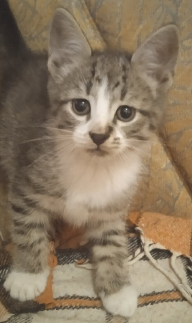 Найдена кошка в Полоцке — Маленькое, полосатой чудо 😺, по имени Один, ищет дом.