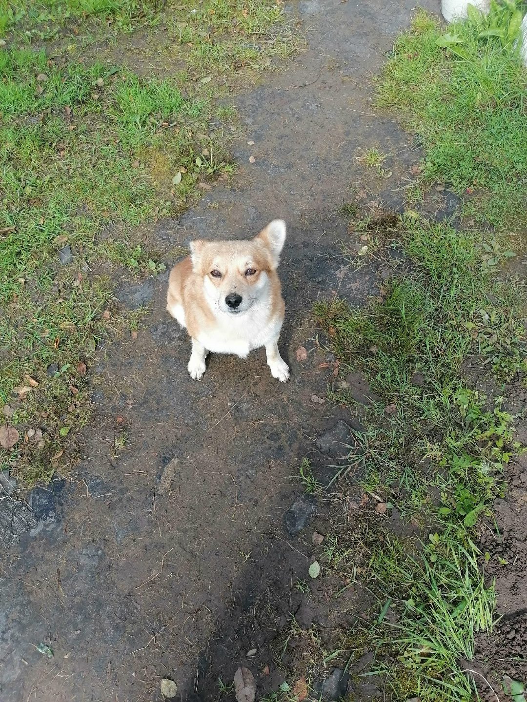 Найдена собака в Полоцке — SOS!!! Кто потерял друга 🐶. На дачи, недалеко от Булавок, прибился пёс, очень дружелюбный, в доме…
