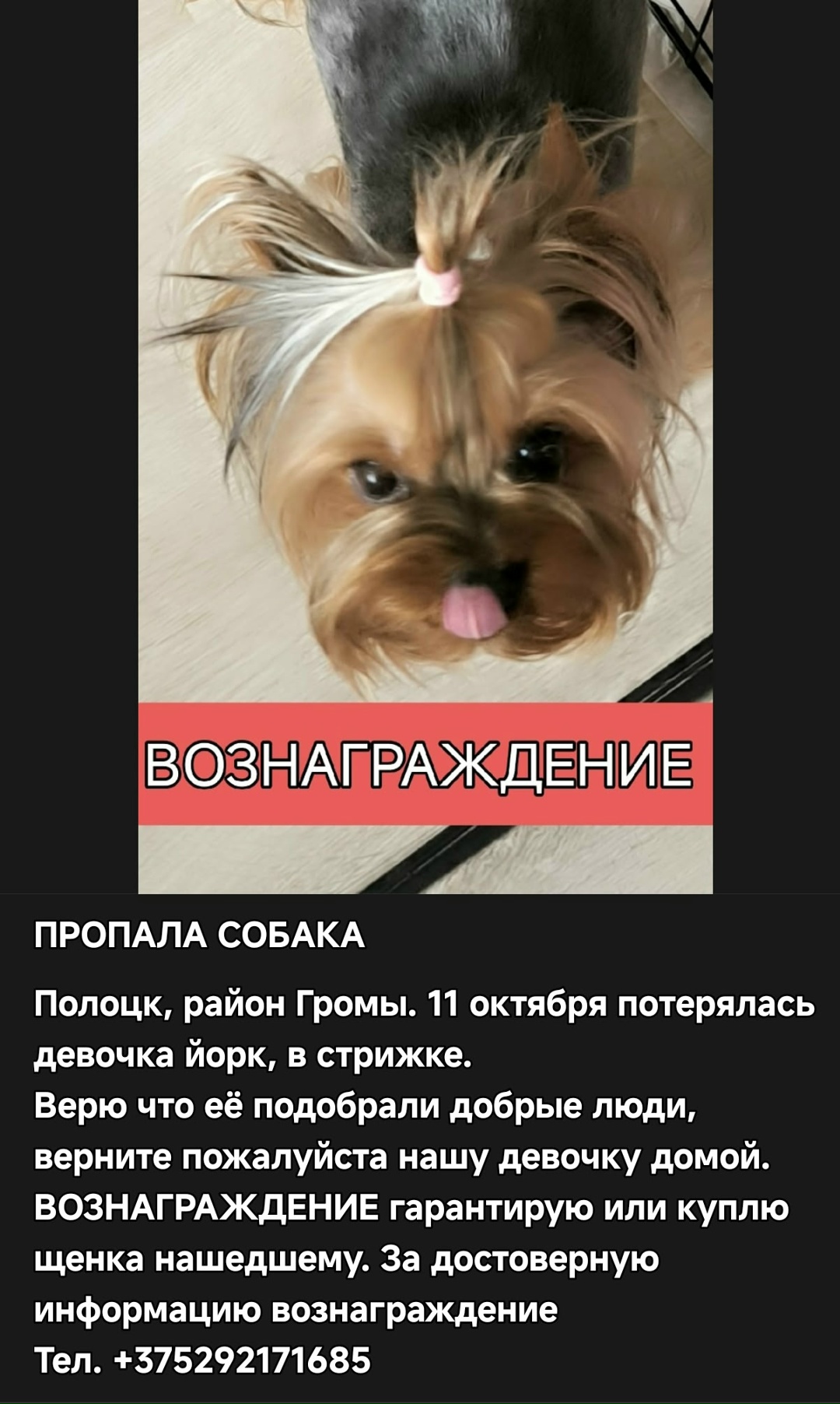 Найдена собака в Полоцке — октября сбежала, сделала подкоп под забором. В 12.30 примерно,Её видели на нашей улице Купалинка…
