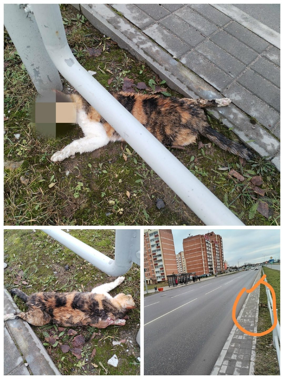 Найдена кошка в Полоцке — Новополоцк