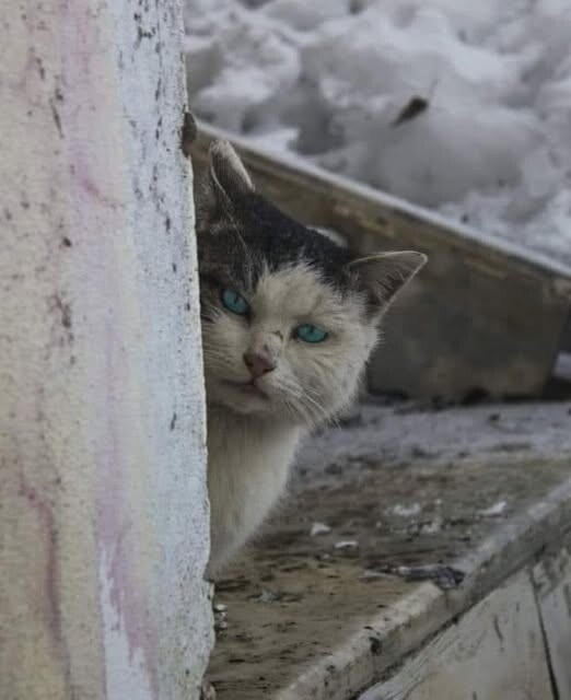 Найдена собака в Полоцке — Хозяйка, знаешь! Я не обижаюсь!