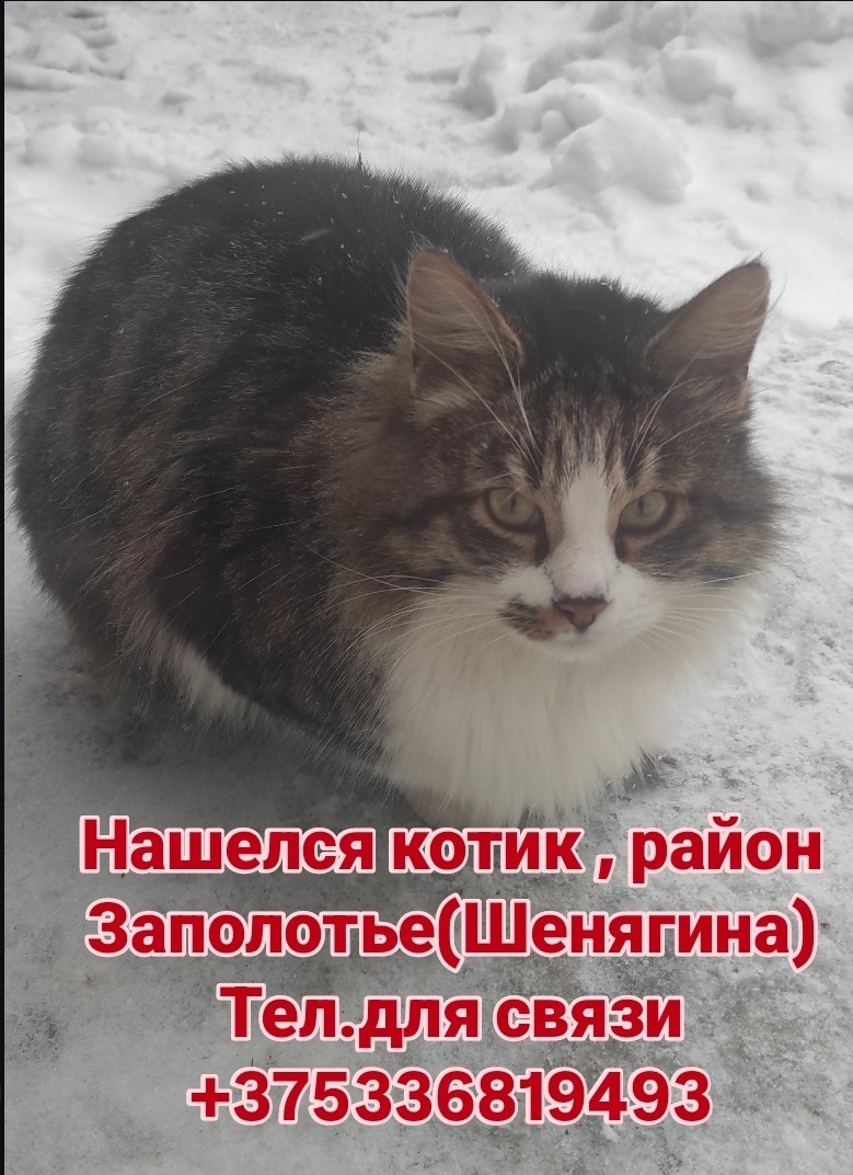 Найдена кошка в Полоцке — фото объявления