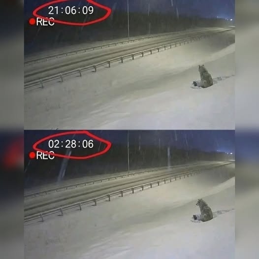 Найдена собака в Полоцке — Подлинная история.