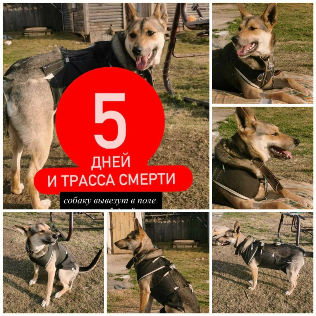 Найдена собака в Полоцке — ДНЕЙ И СОБАКУ ВЫВЕЗУТ ОБРАТНО В ПОЛЕ. ТАК КАК НЕТ ЗВОНКОВ.