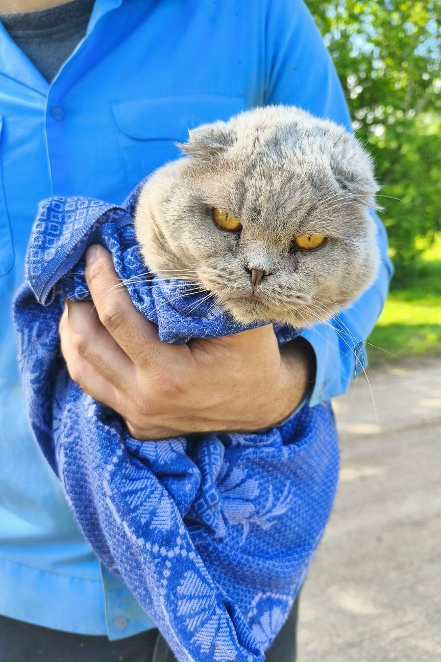 Найдена кошка в Полоцке — На дачах в Махирово найден кот. В общем дачном чате никто не откликнулся. Тел.+375(33)360-65-80 Антон