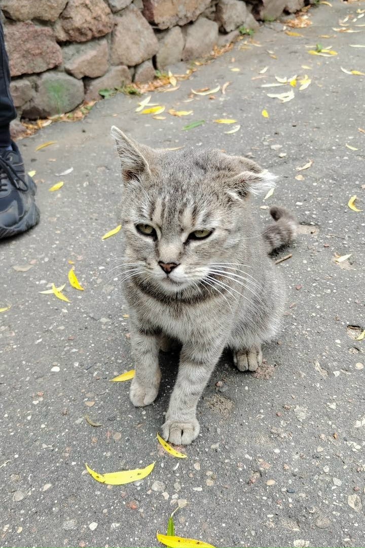 Пропала кошка в Полоцке — Аэродром. Фридрихсхафен. Появилась (наверное кошка) ласковая. Может потерялась!?Второй день просится…