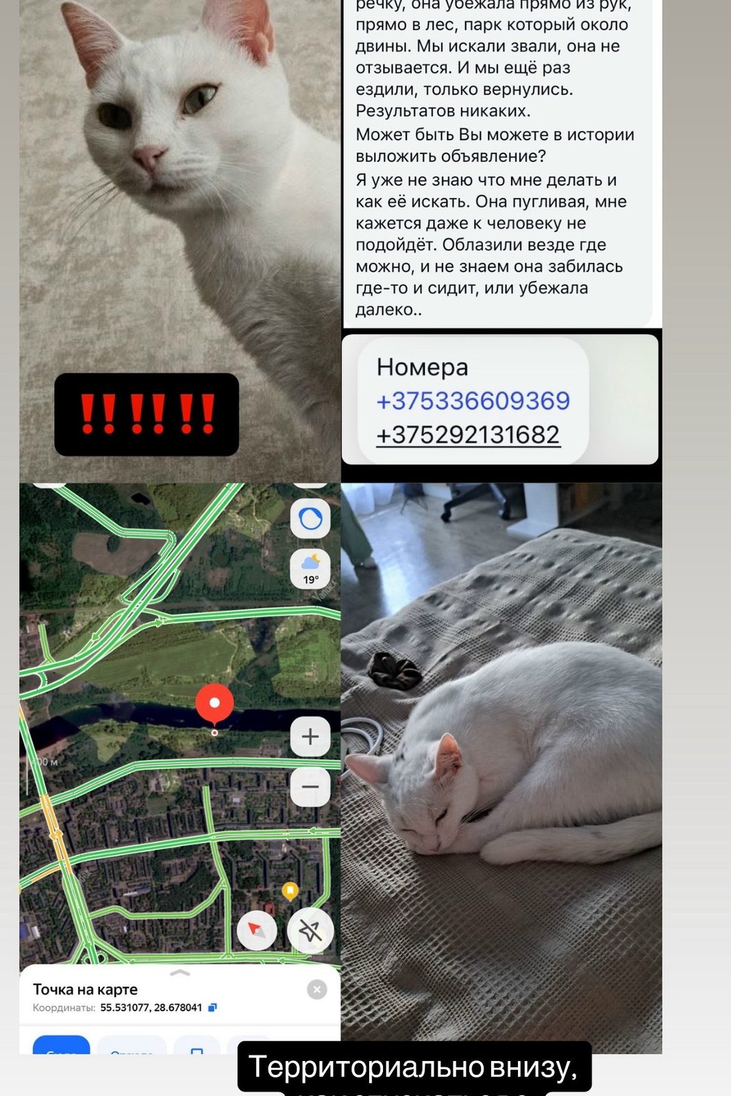 Пропала кошка в Новополоцке — кошкапропалаНовополоцк