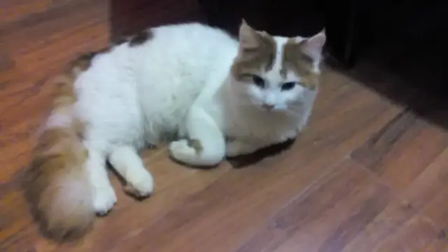 Найдена кошка в Пинске — Красивый, домашний котик ищет хозяев. Котику 7 месяцев, приучен к лотку, кушает всё. Отдам масажку для…