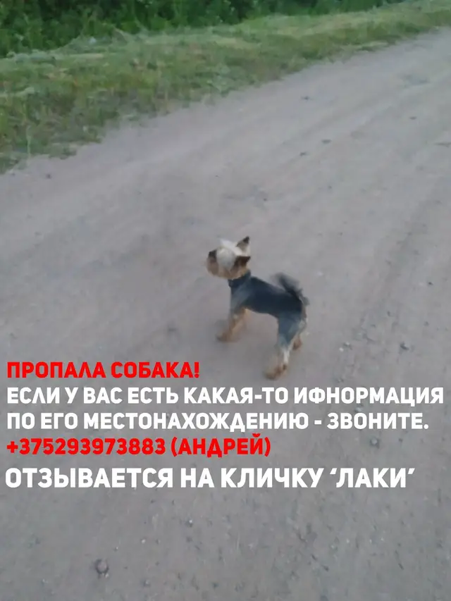 Найдена собака в Пинске — фото объявления