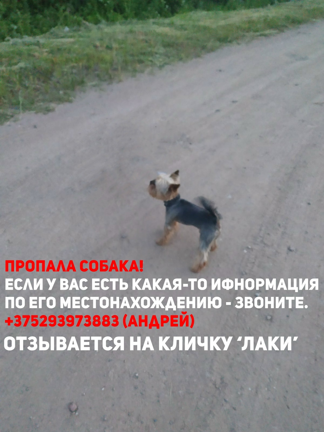 Найдена собака в Пинске — фото объявления