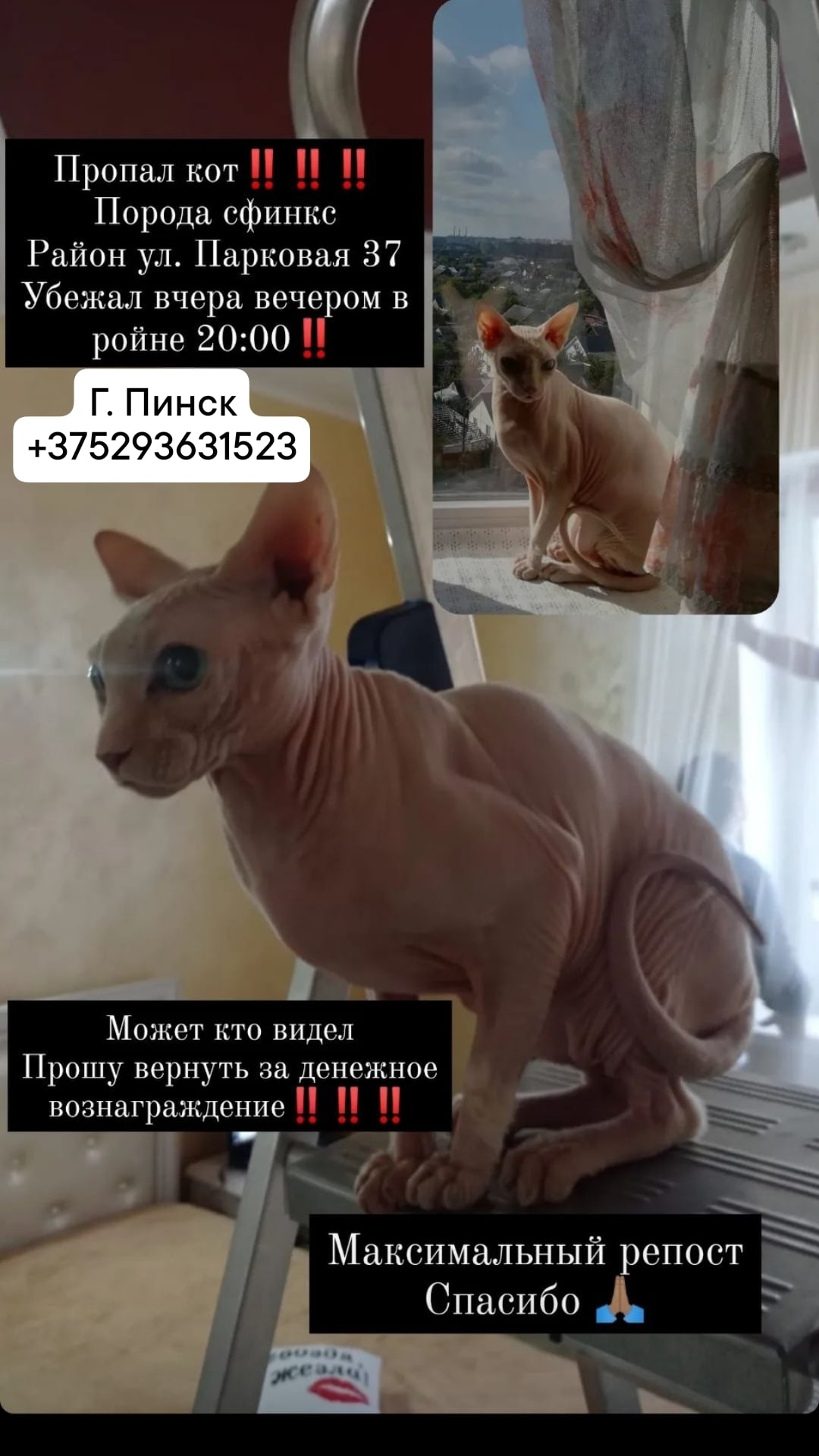 Найдена кошка в Пинске — Здравствуйте, прошу у вас помощи. У меня пропал кот, вчера вечером выбежал на улицу в районе ул…