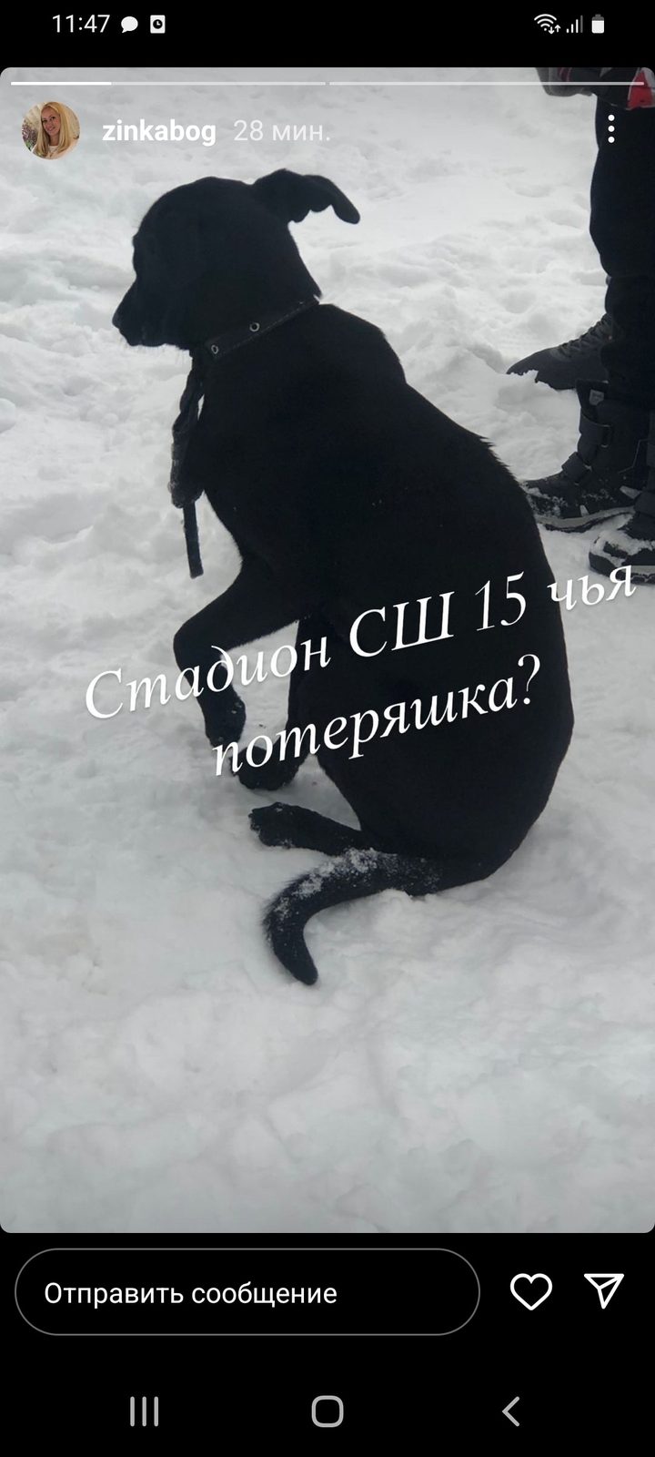 Найдена собака в Пинске — фото объявления