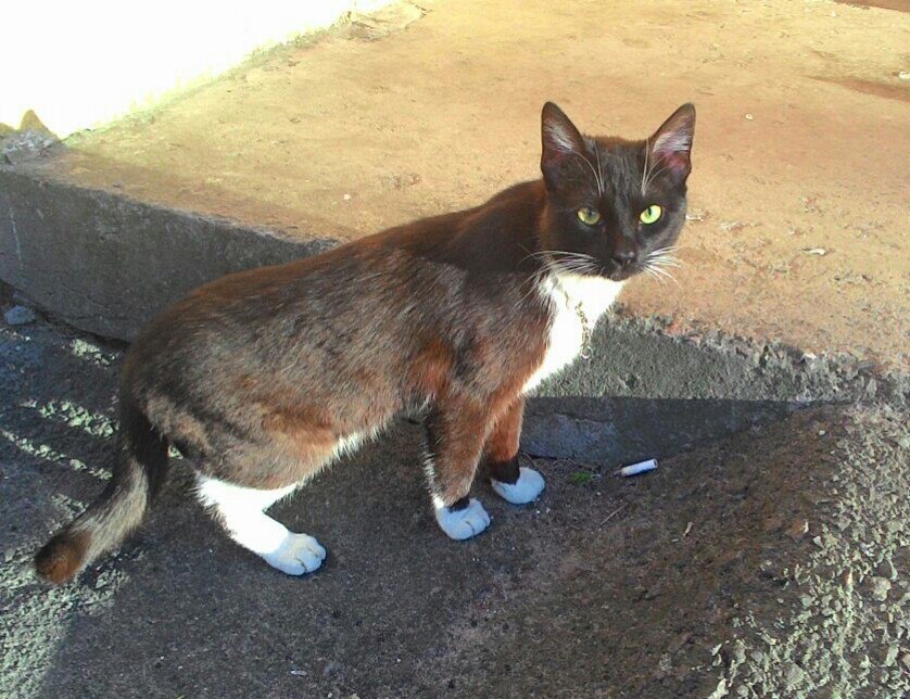 Найдена кошка в Пинске — Сегодня увидели чёрного котика или кошку с белыми тапочками на лапках и белым пятнышком на грудке…