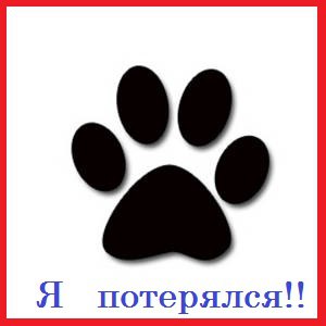 Пропала кошка в Пинске — фото объявления