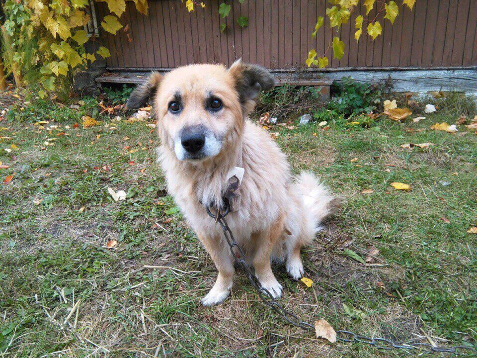 Найдена собака в Пинске — ПОИСК СРОЧНОЙ ПЕРЕДЕРЖКИ ДЛЯ БРОШЕННОГО ПЕСИКА ИЗ ПИНСКА!