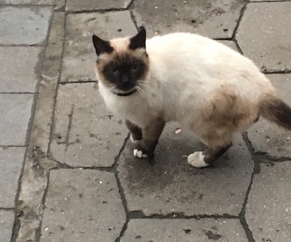 Найдена кошка в Пинске — потеряшки@zaschita_zhivotnyh