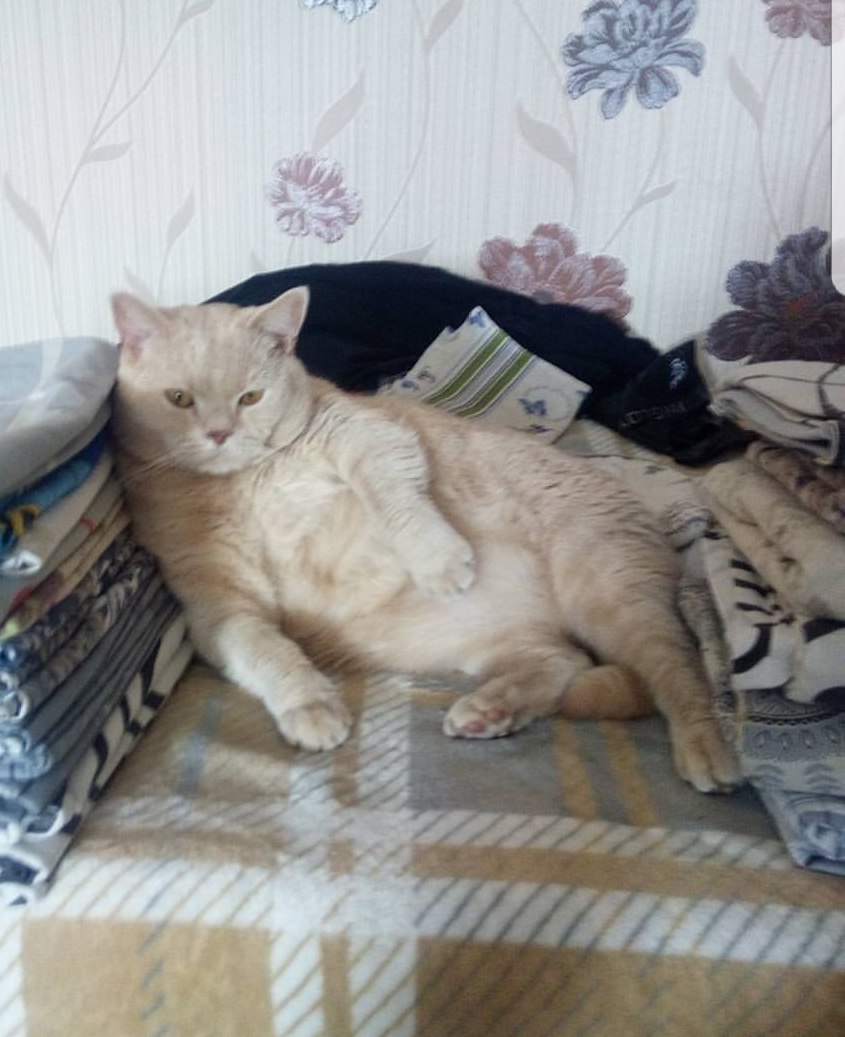 Найдена кошка в Пинске — фото объявления