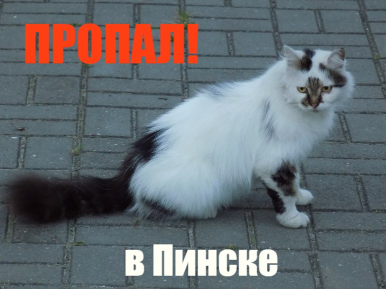 Найдена кошка в Пинске — Пинск. В начале ноября пропал кот Марик. В районе типографии, горисполкома. Кот крупный, пушистый, с…