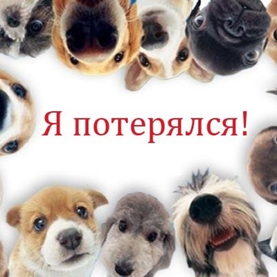 Объявление о питомце в Пинске — Если у вас потерялся питомец, или вы нашли, увидели одного в городе - напишите сюда👇…
