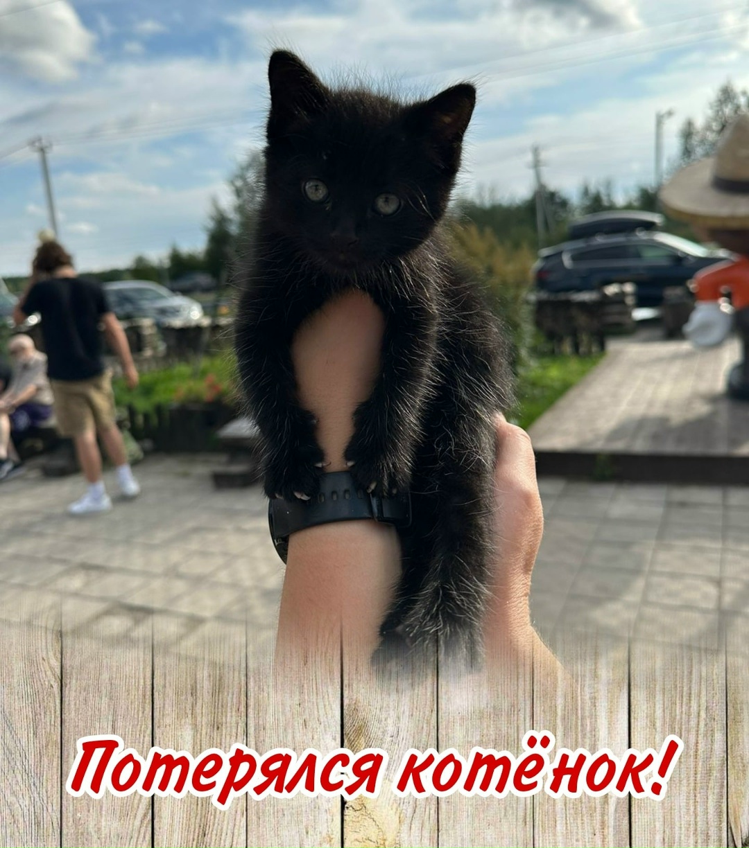 Пропала кошка в Щучине — Дорогие гости! У нас потерялся котёнок 🐈‍⬛ Машка😓 Возможно, кто-то забрал с собой, думая, что у неё нет…