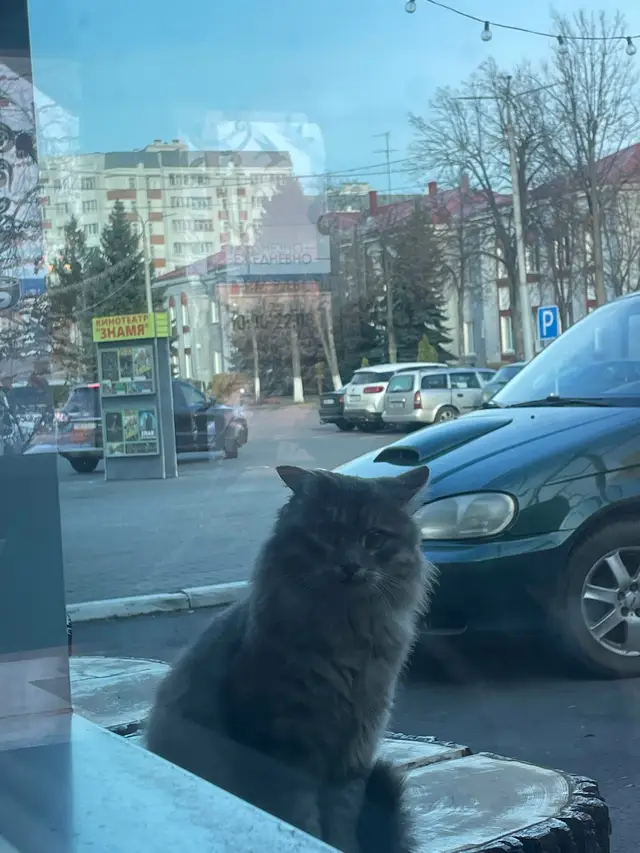 Пропала кошка в Калинковичах — По площади гуляет котик