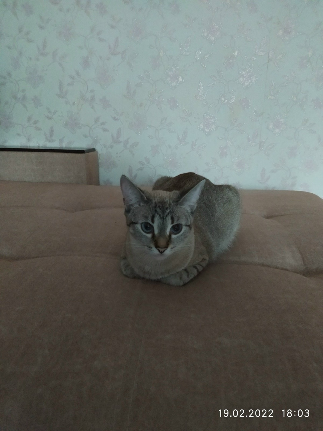 Найдена кошка в Калинковичах — Здравствуйте. Опубликуйте пожалуйста. На улице Сомова д.103 пропала любимая кошка. Может кто…