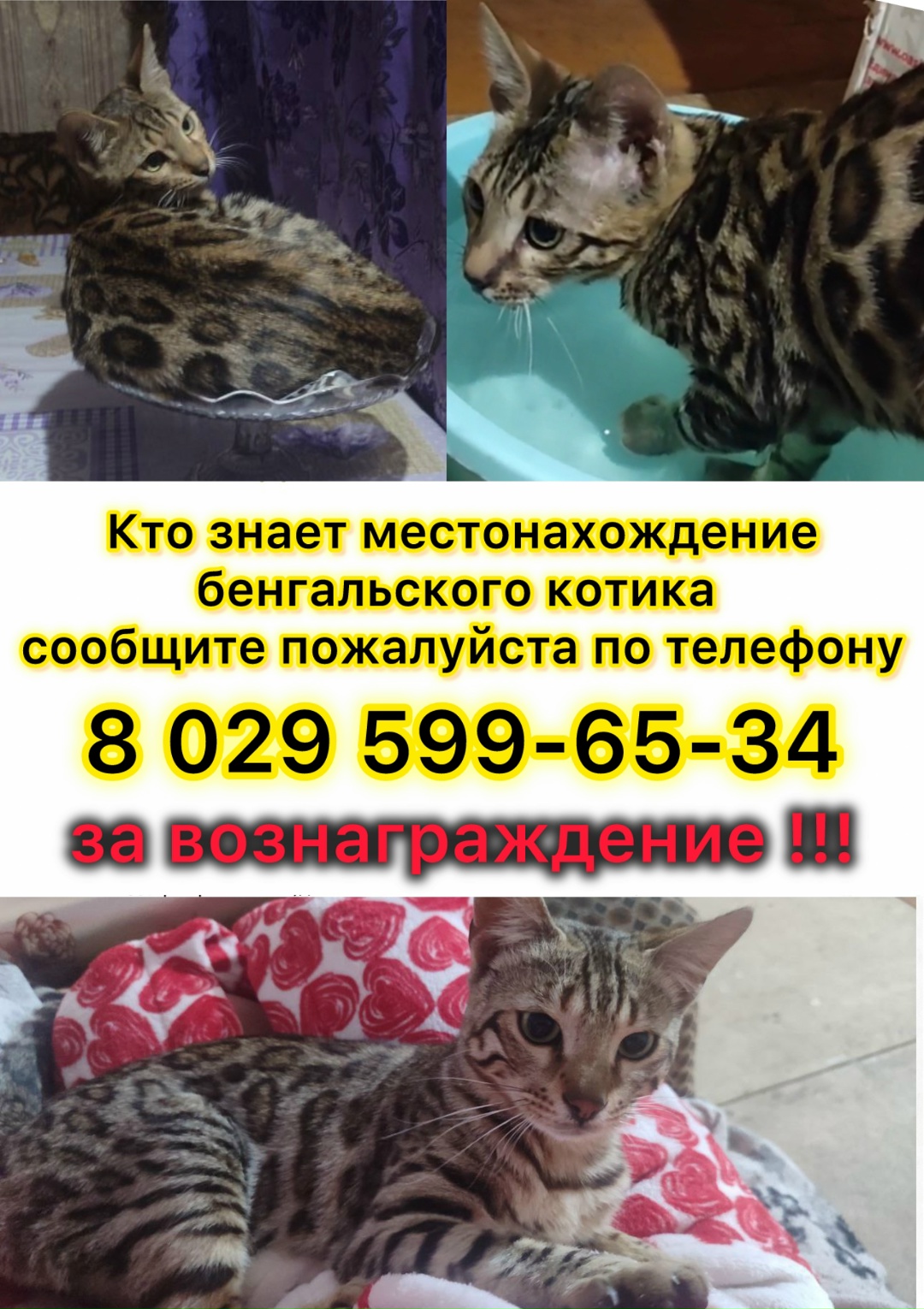 Найдена кошка в Калинковичах — Здравствуйте! Потерялся бенгальский котик. Кто видел сообщите пожалуйста по телефону…