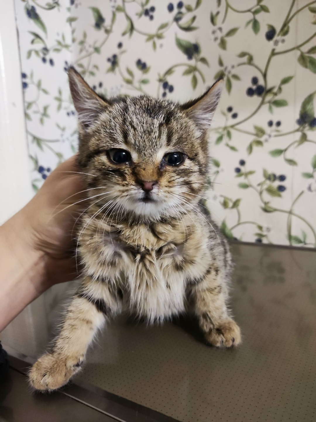 Найдена кошка в Калинковичах — Добрый день. Прибился котенок, по улице Чкалова. Хозяин найдись.