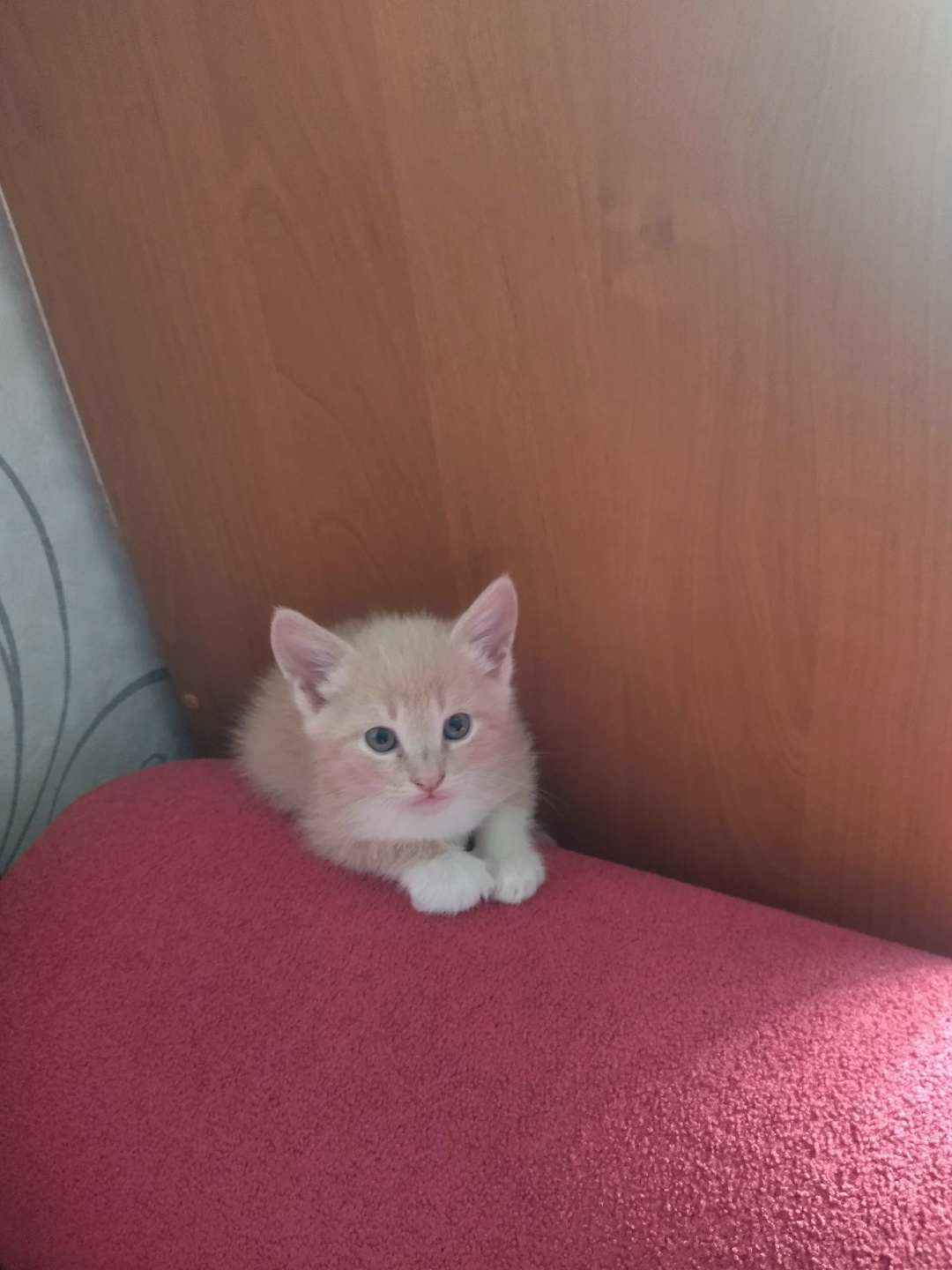 Найдена кошка в Калинковичах — Здравствуйте))) котенок мальчик ищет хозяев)