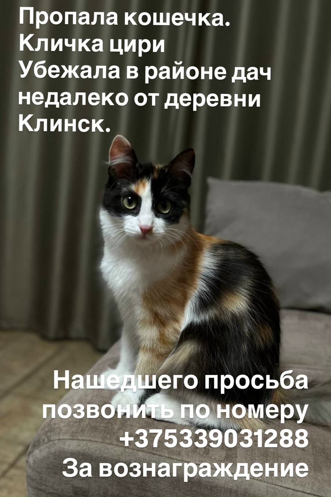 Пропала кошка в Калинковичах — Сбежала кошечка на садоводческом товариществе Озерец. Может кто увидит, позвоните пожалуйста по…