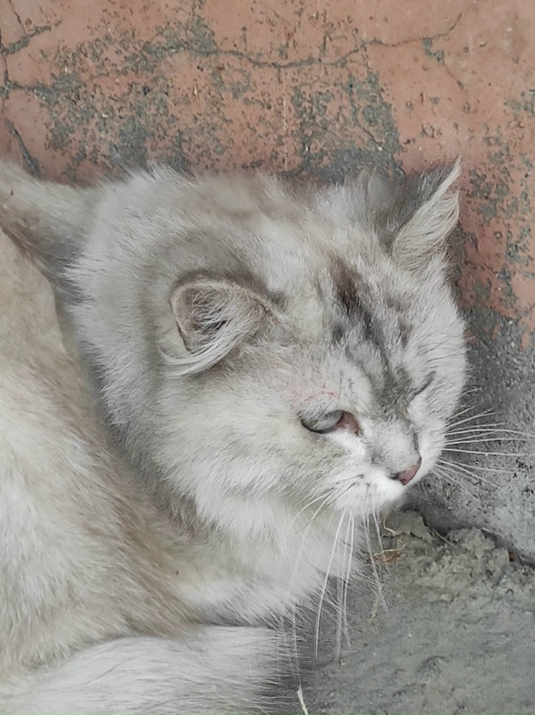 Найдена кошка в Барановичах — В районе Девятовка была найдена кошечка.