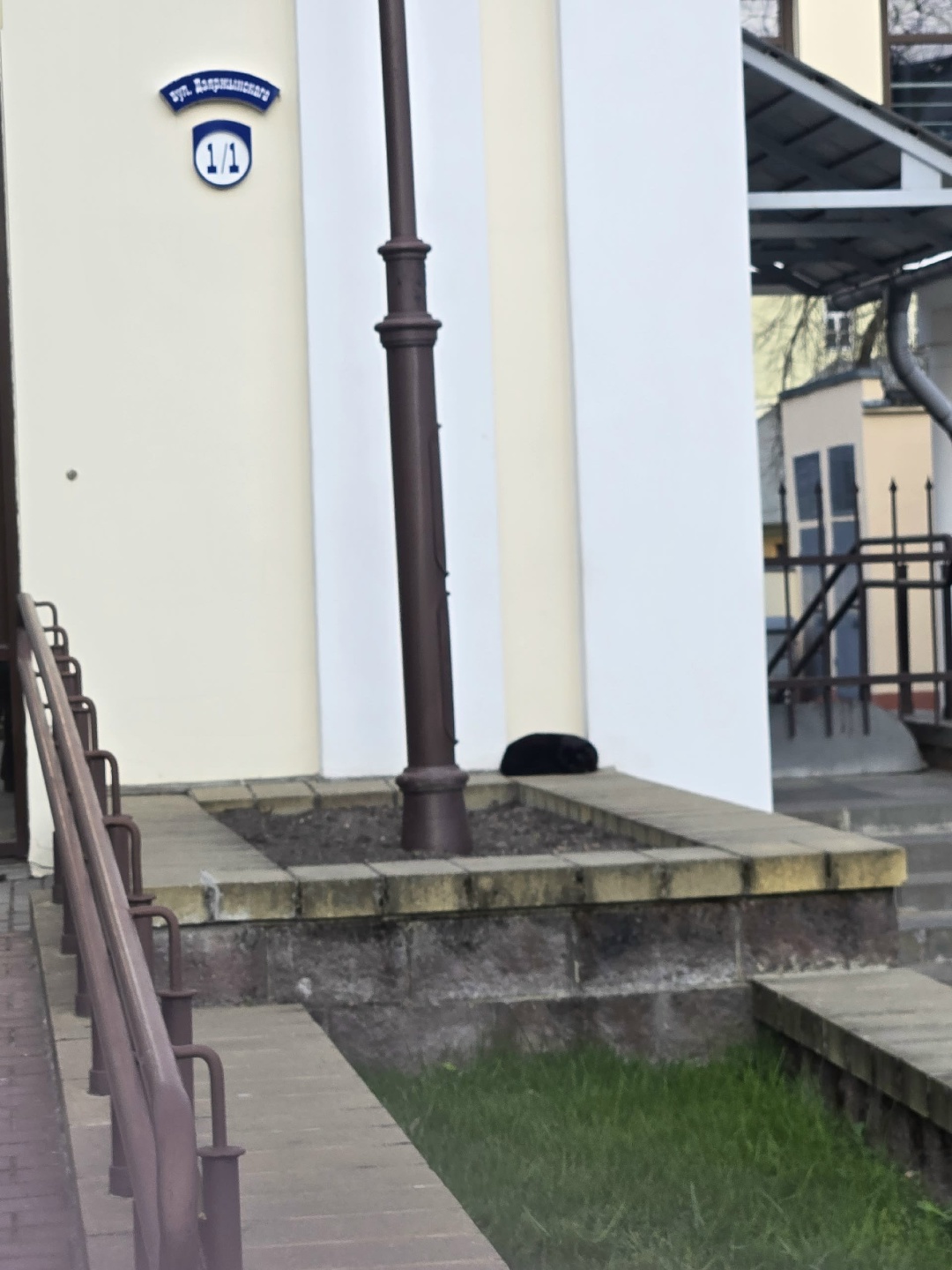 Найдена кошка в Барановичах — Весь вечер котик лежит, не уходит. Цент. Может, кто потерял или выкинули.. (. Очень нужен уголок…