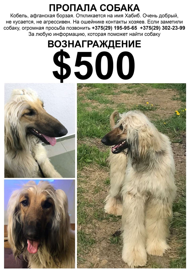 Найдена собака в Сморгони — TODAYMOLO