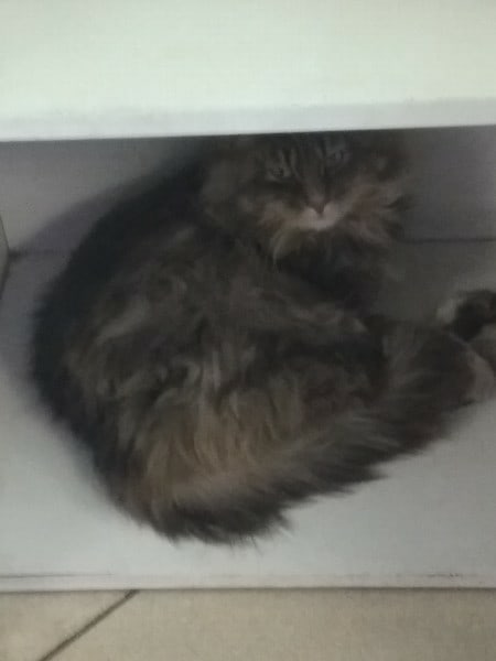 Найдена кошка в Сморгони — Срочно нужен новый дом чудесному мальчику!!! 🏠Или хотя бы передержка!!!🙏🙏🙏