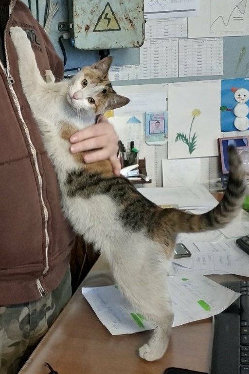 Пропала кошка в Сморгони — фото объявления