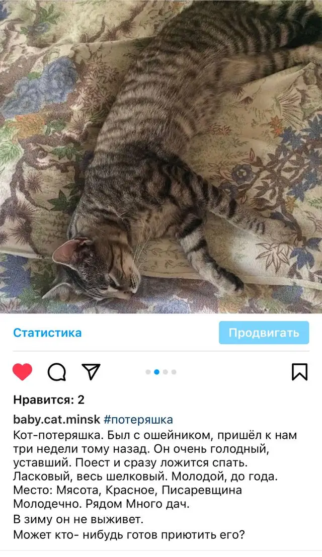 Найдена кошка в Сморгони — Под Молодечно на дачах