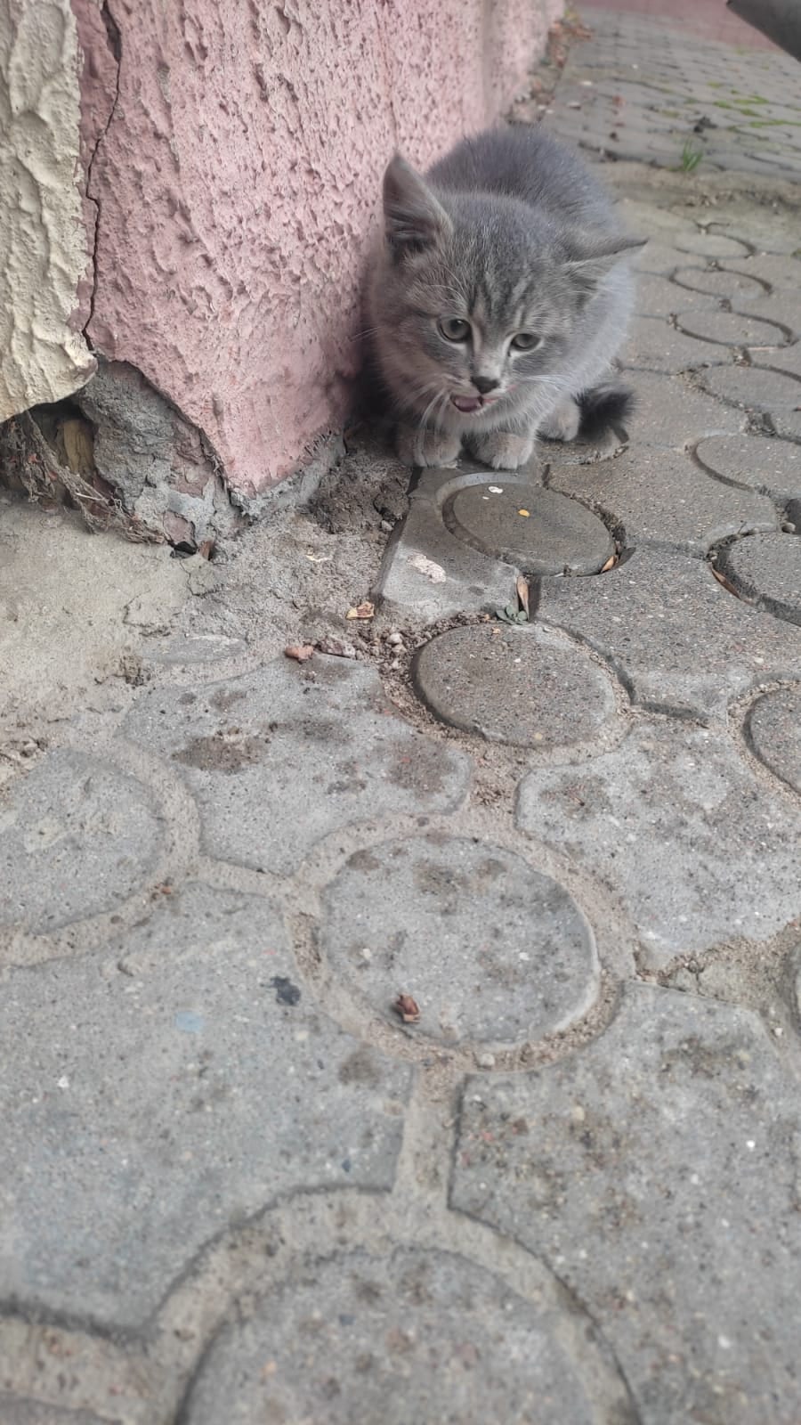 Найдена кошка в Сморгони — Помогите пристроить котенка! 🙏 Бегает на пересечении улиц Маркова и Машерова. От холода уже потерял…
